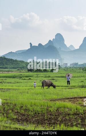 Eine ältere Frau mit Sonnenschirm und Enkel grast ihren Wasserbüffel auf einem Farmfeld in der Nähe von Xingping, China. Stockfoto