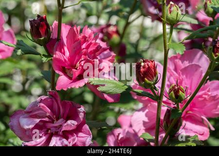 Nahaufnahme der rosa Rose von Sharon 'Lucy', althea. Hibiscus syriacus. Kansas, USA. Stockfoto