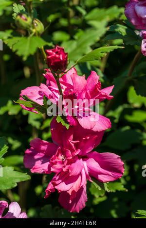 Rose von Sharon, Althea, Hibiscus syriacus 'Lucy' rosafarbene zweiblättrige Blume in Blüte mit Knospen. Kansas, USA. Stockfoto