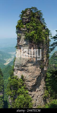 Bäume auf einer Steinsäule auf dem Korridor im Cliffs Trail in Yangjiajie, Zhangjiajie National Forest Park, China. Stockfoto