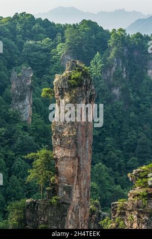 Quarzit-Sandsteinsäulen im Tianzi-Gebirge im Steinwald des Zhangjiajie National Forest Park, China. Stockfoto