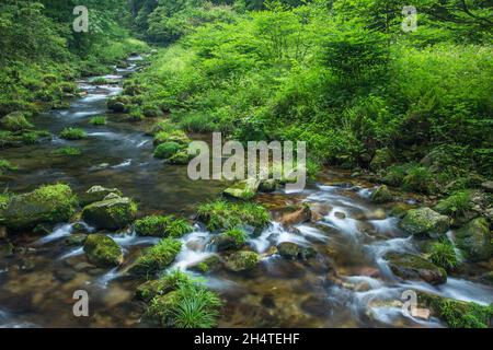 Der Yellow Whip Stream im Zhangjiajie National Forest Park in Hunan, China. Stockfoto