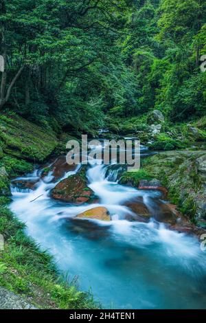 Der Yellow Whip Stream im Zhangjiajie National Forest Park in Hunan, China. Stockfoto