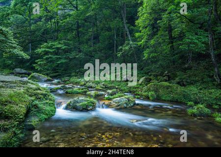 Der Yellow Whip Stream im Zhangjiajie National Forest Park in Hunan, China. Stockfoto