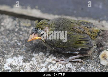 Silberauge (Zosterops lateralis) Stockfoto