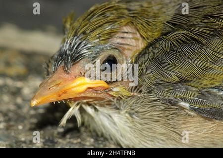 Silberauge (Zosterops lateralis) Stockfoto