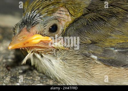 Silberauge (Zosterops lateralis) Stockfoto
