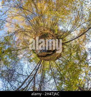 Kleine Planetenumwandlung von kugelförmigem Panorama 360 Grad. Sphärische abstrakte Luftaufnahme im Herbstwald mit ungeschickten Ästen im Goldherbst. Akt Stockfoto