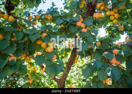 Aprikosen wachsen auf Baum Stockfoto