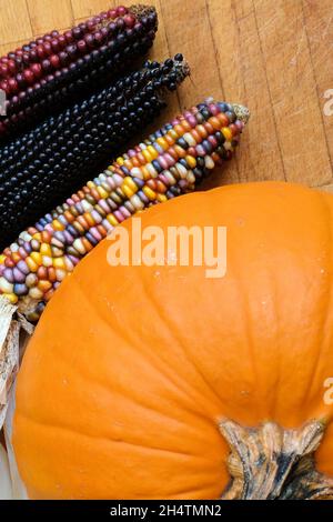 Mehrfarbiger Feuerstein-Mais mit einem orangefarbenen Kürbis von Cucurbita pepo; Herbstfarben, Dekorationen für Weihnachten und Erntedankfest. Stockfoto