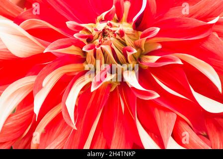 Nahaufnahme Dahlia Stockfoto