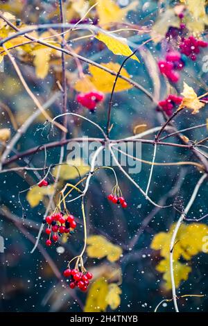 Die Viburnum-Beeren hängen unter dem Schnee an einem Ast Stockfoto