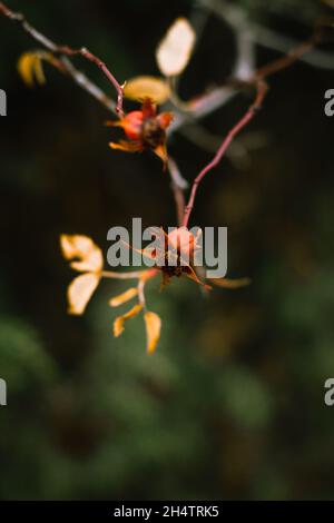 Nahaufnahme der Rosenbeere. Stockfoto