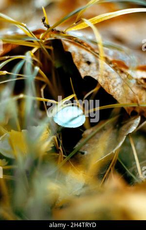 Der kleinste Pilz, den ich im Wald gefunden habe. Stockfoto