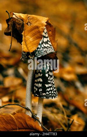 Natürlicher Hut aus Blättern auf einem Pilz. Stockfoto