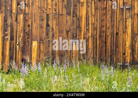 Außenwand der alten Scheune mit verwittertem Holz und Blumen Stockfoto