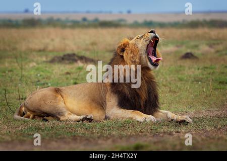 Löwe - Panthera löwe König der Tiere. Lion - die größte afrikanische Katze, großerwachsenes Männchen, das im Busch liegt und offene Kiefer in der Masai Mara Nation gähnt Stockfoto