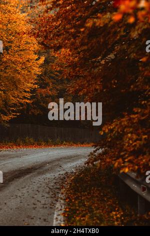 Moody Road mit Blättern und Bäumen bedeckt. Stockfoto