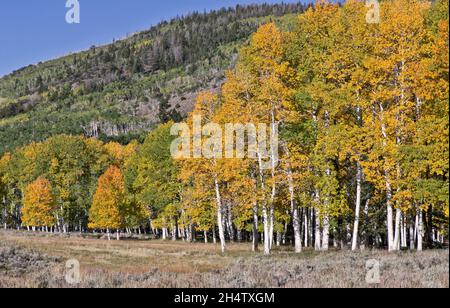 Quaking Aspen Grove „Pando Clone“, Fishlake National Forest. Stockfoto