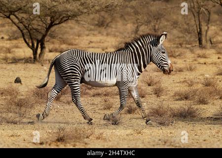 Grevys Zebra - Equus grevyi auch Kaiserliches Zebra, das größte lebende Wildpferd, am meisten bedroht von den drei Arten, gefunden in Kenia und Äthiopien, groß, l Stockfoto