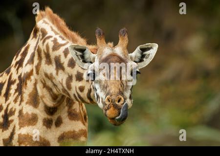Masaai Giraffe - Giraffa tippelskirchi auch Maasai oder Kilimandscharo Giraffe, größte Giraffe, heimisch in Ostafrika, Kenia und Tansania, unverwechselbare irr Stockfoto
