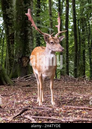 Erwachsenes Beispiel eines männlichen Damhirsches (dama dama) im europäischen Wald Stockfoto