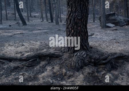 Folgen eines Waldbrands im Navalacruz- oder Navalcruz-Wald, Navalacruz oder Navalcruz, Avila, spanien Stockfoto