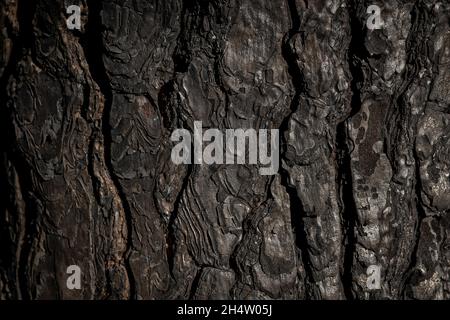 Folgen eines Waldbrands im Navalacruz- oder Navalcruz-Wald, Navalacruz oder Navalcruz, Avila, spanien Stockfoto