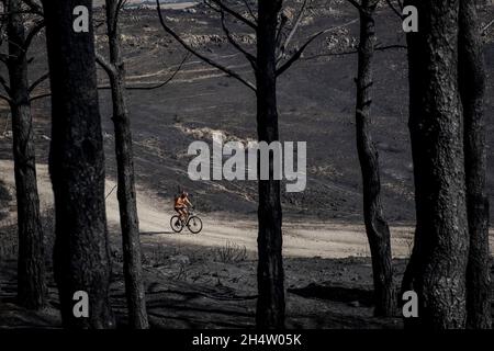 Folgen eines Waldbrands im Navalacruz- oder Navalcruz-Wald, Navalacruz oder Navalcruz, Avila, spanien Stockfoto