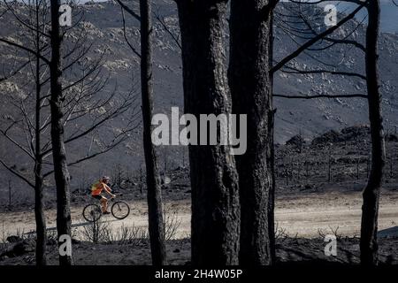 Folgen eines Waldbrands im Navalacruz- oder Navalcruz-Wald, Navalacruz oder Navalcruz, Avila, spanien Stockfoto