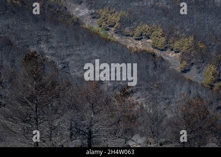 Folgen eines Waldbrands im Navalacruz- oder Navalcruz-Wald, Navalacruz oder Navalcruz, Avila, spanien Stockfoto