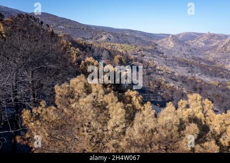 Folgen eines Waldbrands im Navalacruz- oder Navalcruz-Wald, Navalacruz oder Navalcruz, Avila, spanien Stockfoto