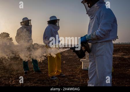 Imkerei, Imkerei, Carmona, Andalusien, Spanien Stockfoto