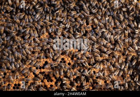 Imkerei, Imkerei, Carmona, Andalusien, Spanien Stockfoto