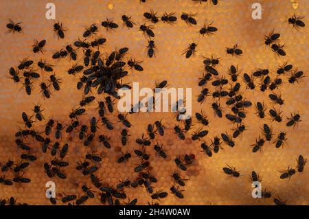 Imkerei, Imkerei, Carmona, Andalusien, Spanien Stockfoto