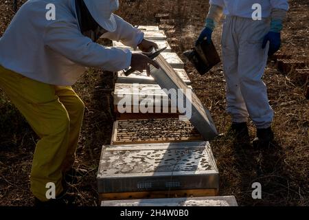 Imkerei, Imkerei, Carmona, Andalusien, Spanien Stockfoto