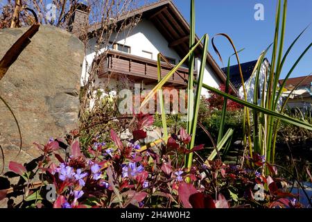 Chinesische Bleiwurz oder kritische Hornnarbe - Ceratostigma plumbaginoides (SYN. Plumbago larpentae, Valoradia plumbaginoides) blüht bis spät in den Stockfoto