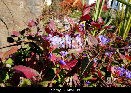 Chinesische Bleiwurz oder kritische Hornnarbe - Ceratostigma plumbaginoides (SYN. Plumbago larpentae, Valoradia plumbaginoides) blüht bis spät in den Stockfoto