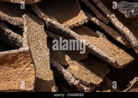 Korken sammeln von natürlichen Park Los Alcornocales Cortes De La Frontera Andalusien Malaga Spanien Stockfoto