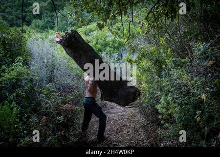 Korken sammeln von natürlichen Park Los Alcornocales Cortes De La Frontera Andalusien Malaga Spanien Stockfoto