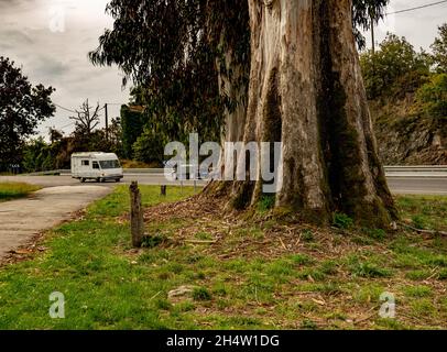 Große Baumstämme neben der Straße Stockfoto