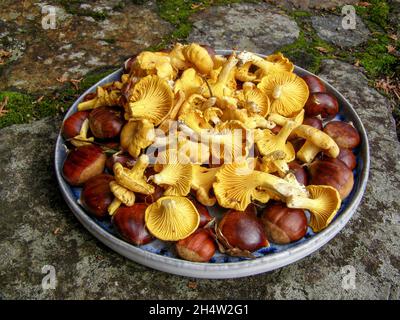 Frisch gepflückte Kastanien und Pilze auf einem Haufen mit dem Wald im Hintergrund Stockfoto