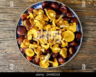 Frisch gepflückte Kastanien und Pilze auf einem Haufen mit dem Wald im Hintergrund Stockfoto