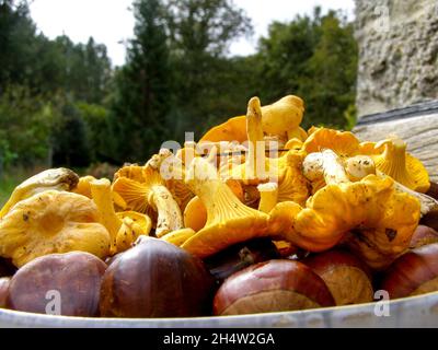 Frisch gepflückte Kastanien und Pilze auf einem Haufen mit dem Wald im Hintergrund Stockfoto