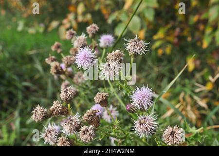 Ein Strauß Disteln blüht im Sommer Stockfoto