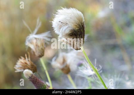 Das flauschige Fuzz auf einem Distelblumenkopf Stockfoto