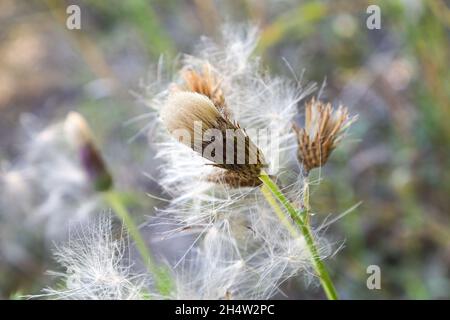 Das flauschige Fuzz auf einem Distelblumenkopf Stockfoto