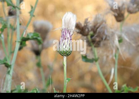 Makro eines Distelblumenkopfes, der sich zu öffnen gesteht Stockfoto