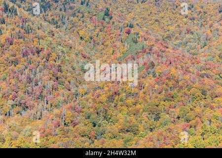 Ein Fernblick auf Bäume in den Farben der Herbstfärbung, wie von der neu entdeckten Gap Road im Great Smoky Mountains National Park aus gesehen. Stockfoto