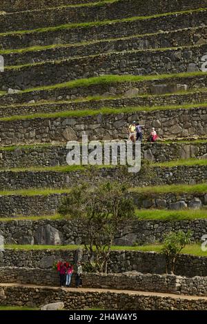 Touristen auf landwirtschaftlichen Terrassen, Machu Picchu (Weltkulturerbe), das Heilige Tal, Peru, Südamerika Stockfoto